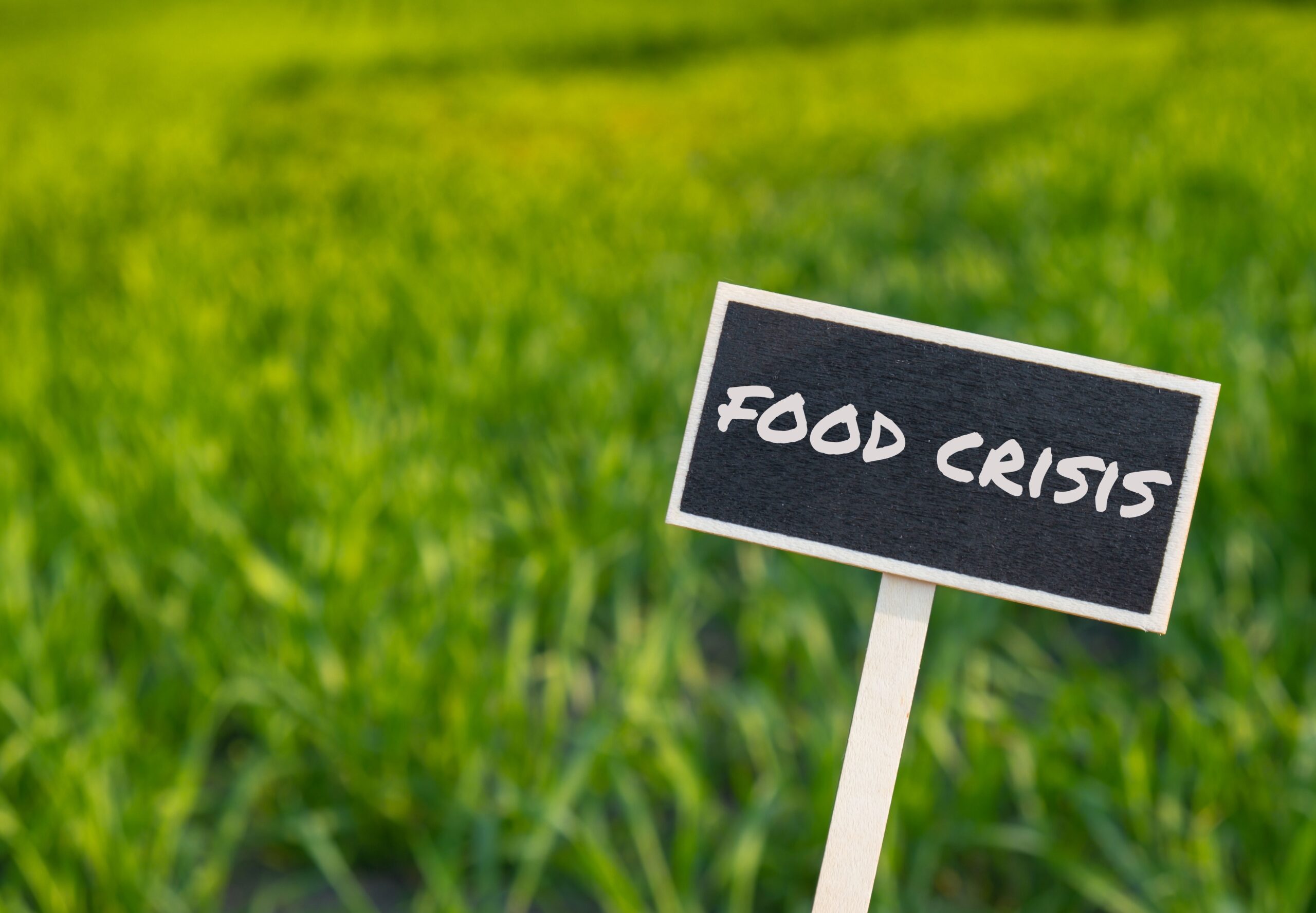 Mastering Forex Market Response to Food Price Volatility: Thriving Amidst Global Challenges